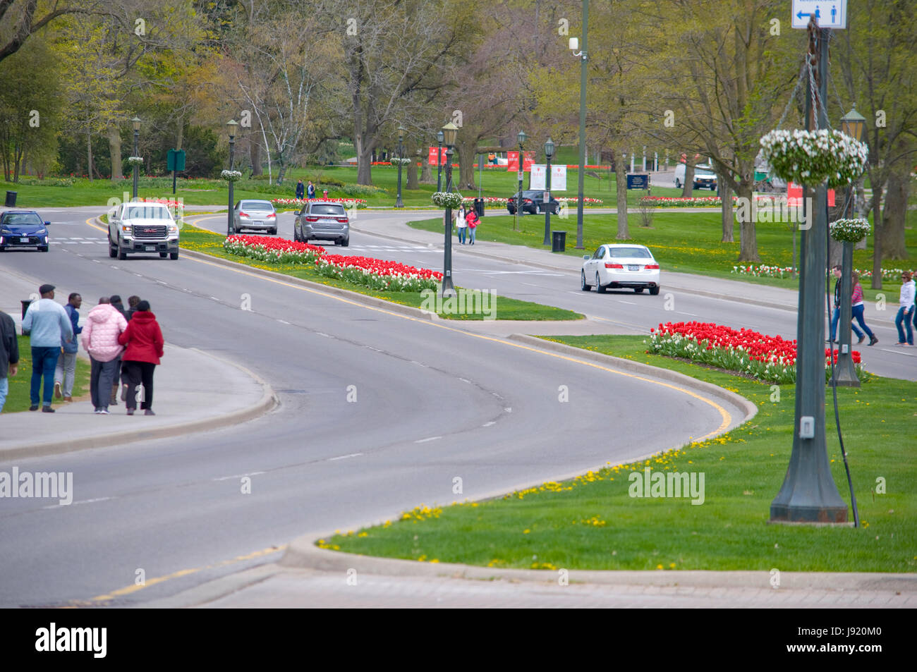 La floración de la tasa anual de tulipanes y narcisos en Niagara Falls, Ontario, Canadá Foto de stock