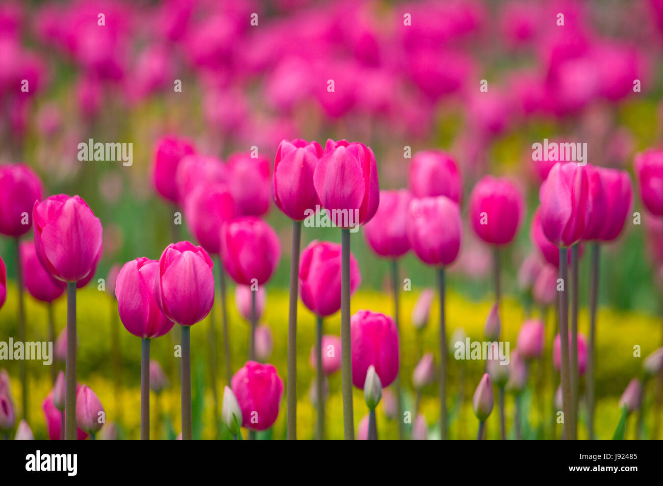La floración de la tasa anual de tulipanes y narcisos en Niagara Falls, Ontario, Canadá Foto de stock