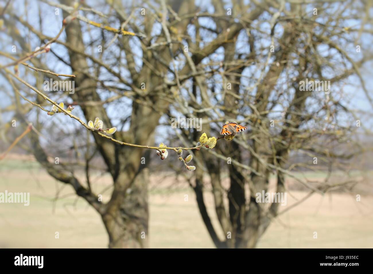 Mariposa Azul, mariposas, primavera, sauce, catkin firmamento, sky, gatito, Foto de stock