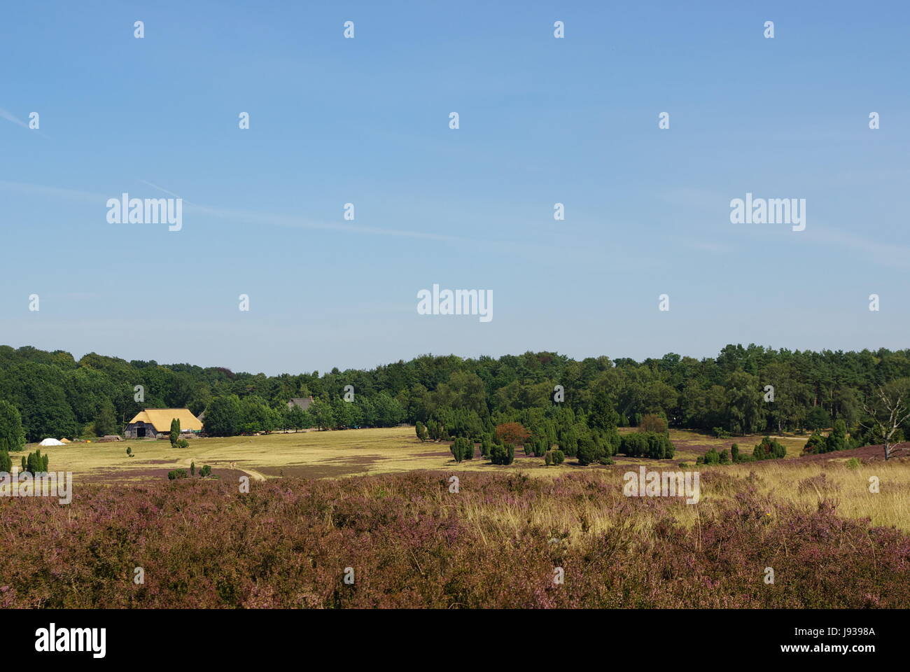 Brezo lneburg Foto de stock