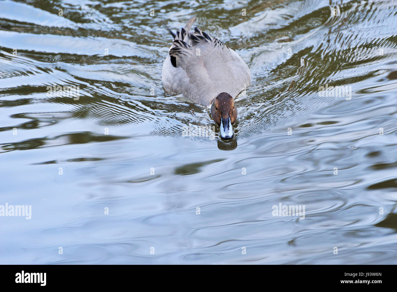 Solo, animales, pájaros, marrón, marrón, morena, fauna salvaje, animales, macho, Foto de stock