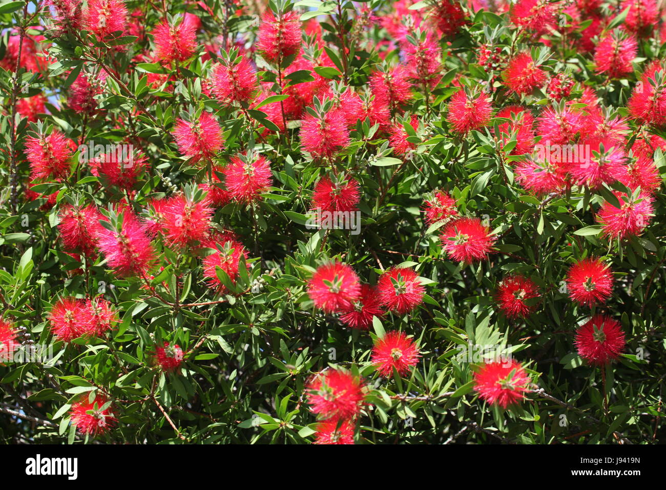 Australia, Sudáfrica, planta decorativa, rojo, Australia, Sudáfrica, Foto de stock