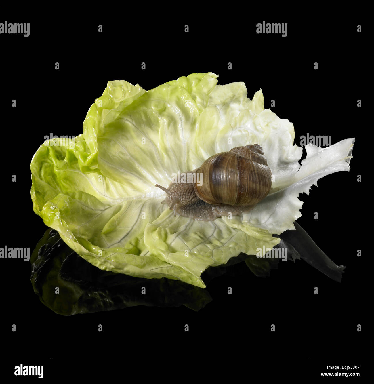 Grapevine caracol en hojas de lechuga verdes Foto de stock
