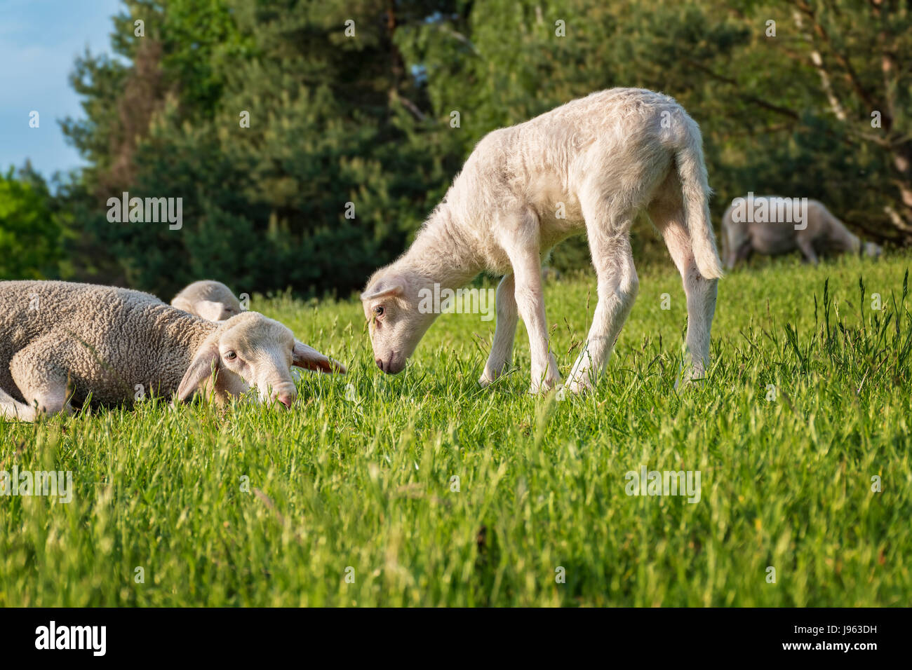 Cordero blanco con su madre, comiendo hierba Foto de stock