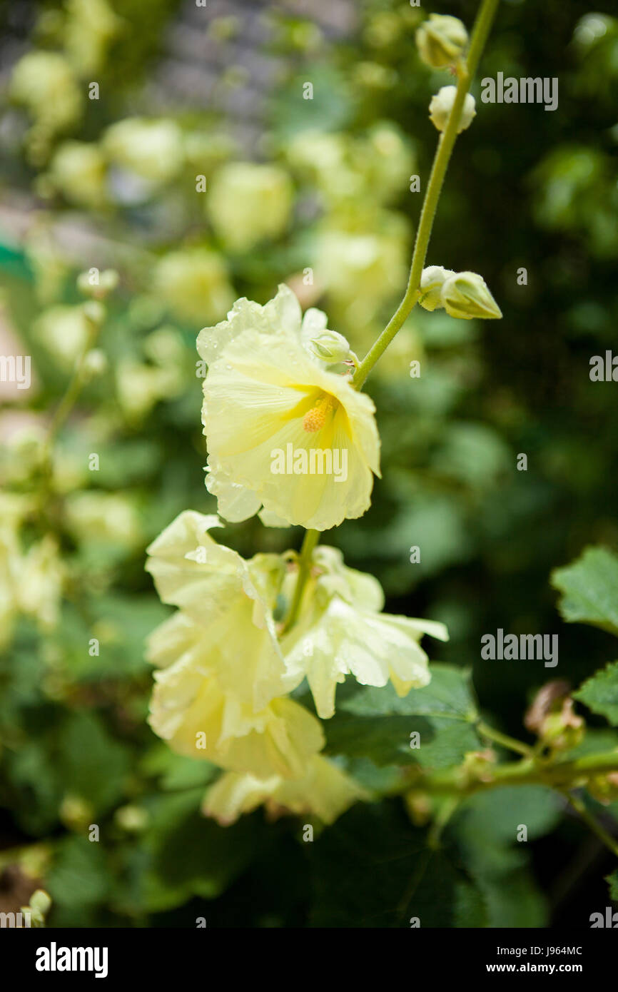 Ruso (Alcea Hollyhock rugosa) jardín perenne plantar flores - EE.UU. Foto de stock