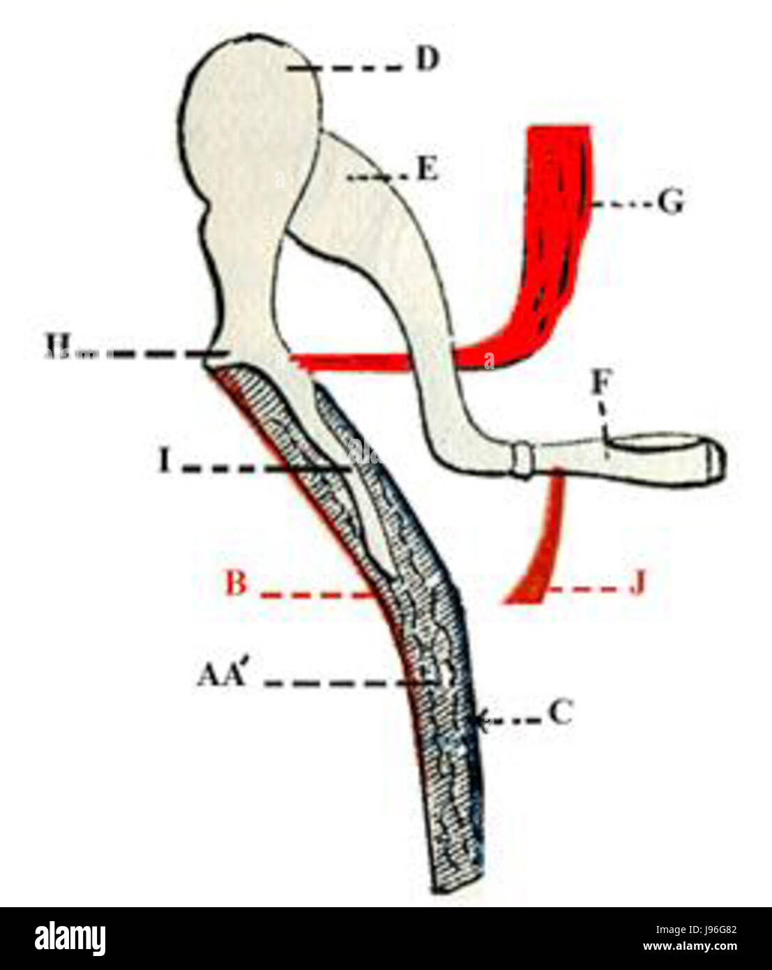 Tensor muscular tympani Fotografía de stock Alamy