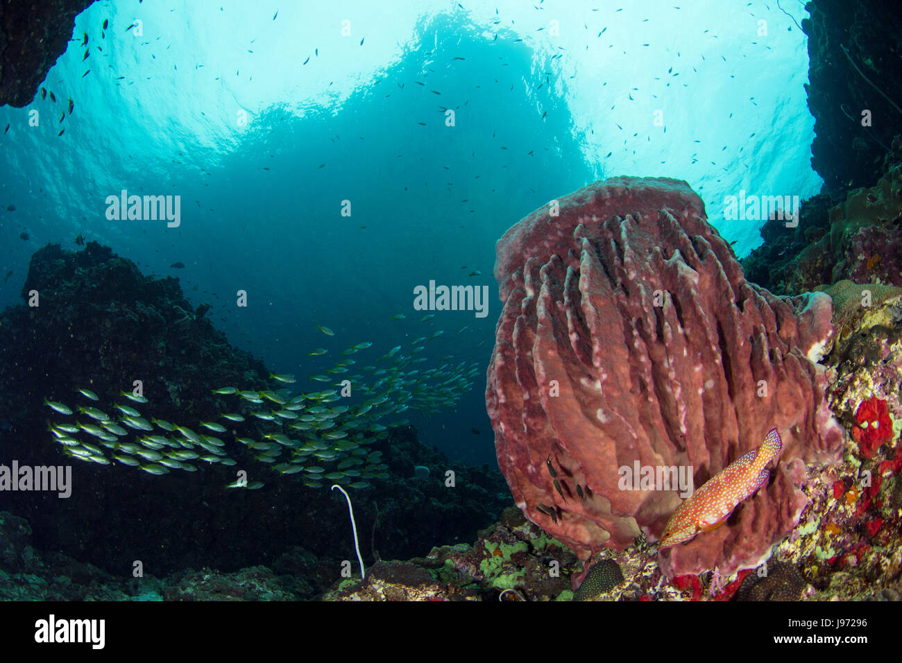 Un solitario rojo de meros (Epinephelus morio) nadando en frente del gigante de esponja Barril (Xestospongia muta) en el Mar de Andaman, Tailandia Foto de stock