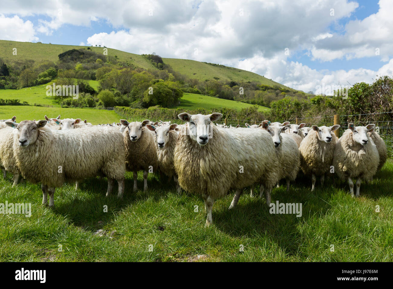 Las ovejas y corderos que pastan en pastos más complicados en los South Downs, Midhurst, West Sussex Foto de stock