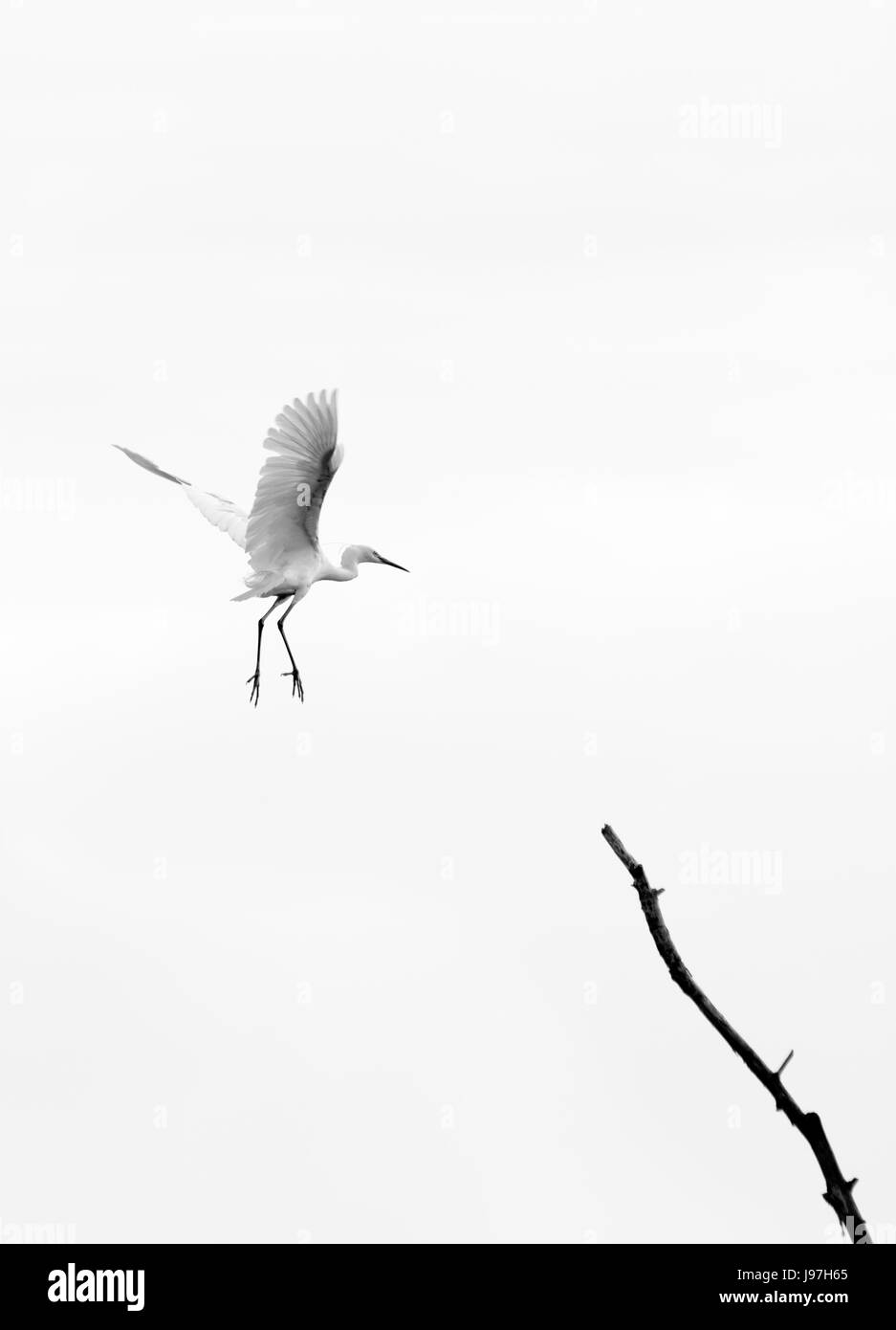 El pájaro Heron aterrizando en una rama Foto de stock