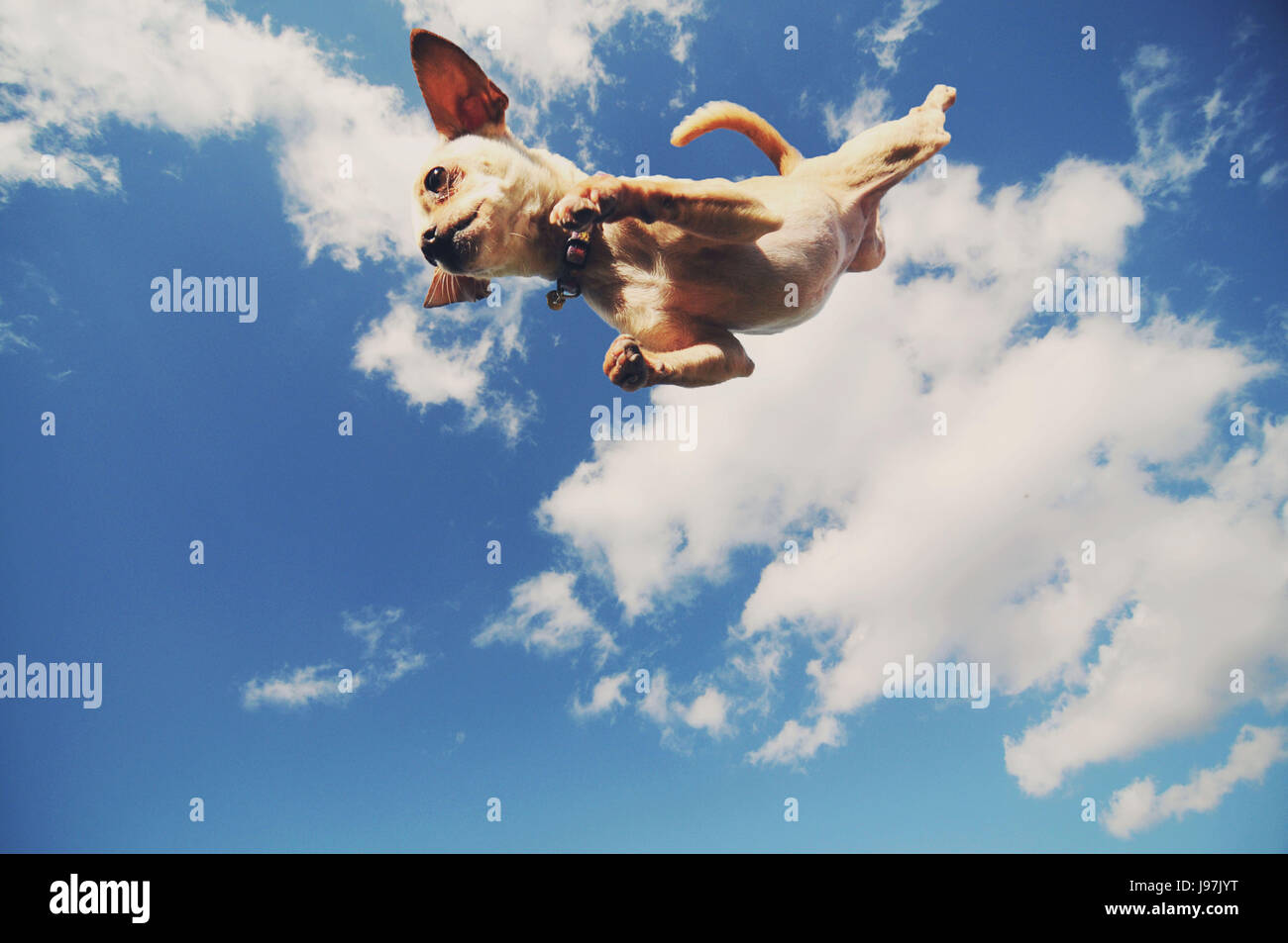 Perro volando por el aire fotografías e imágenes de alta resolución Alamy