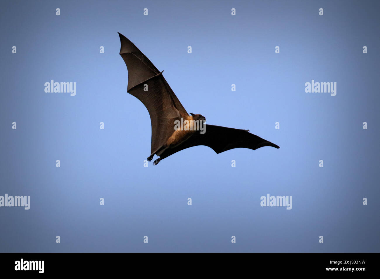 Flying fox, enormes bat en Ukulhas, Maldivas Fotografía de stock - Alamy