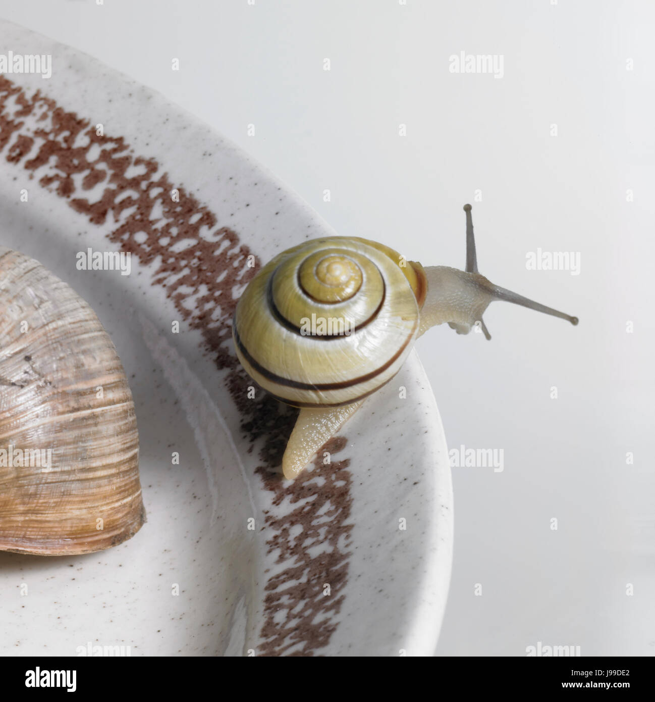 Placa, caracol, caracol comestible, movimiento, aplazamiento, movimiento, movimiento, alimentos, Foto de stock