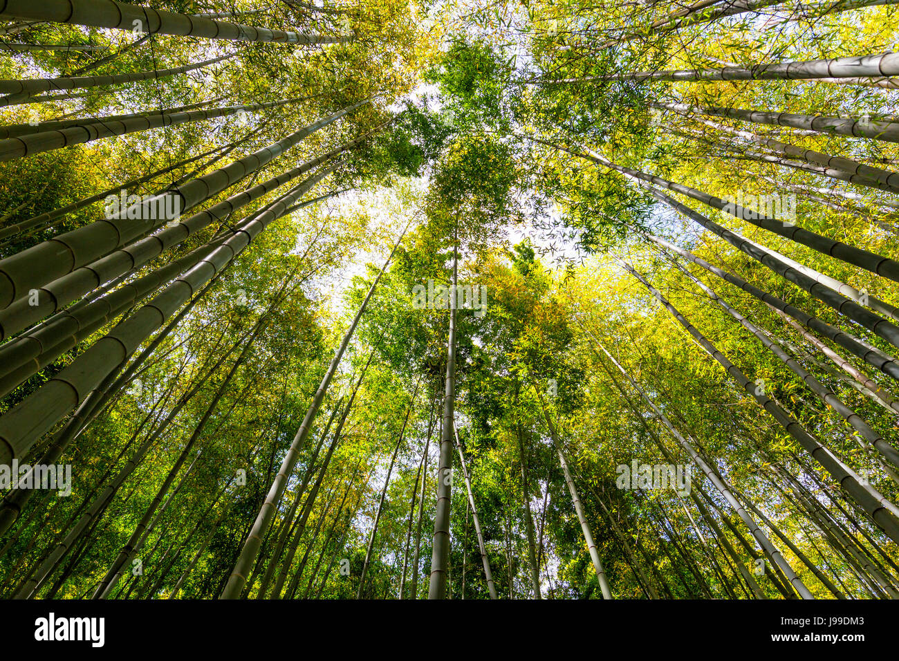Bosque de bambú en Kamakura nr Tokio JAPÓN Fotografía de stock Alamy