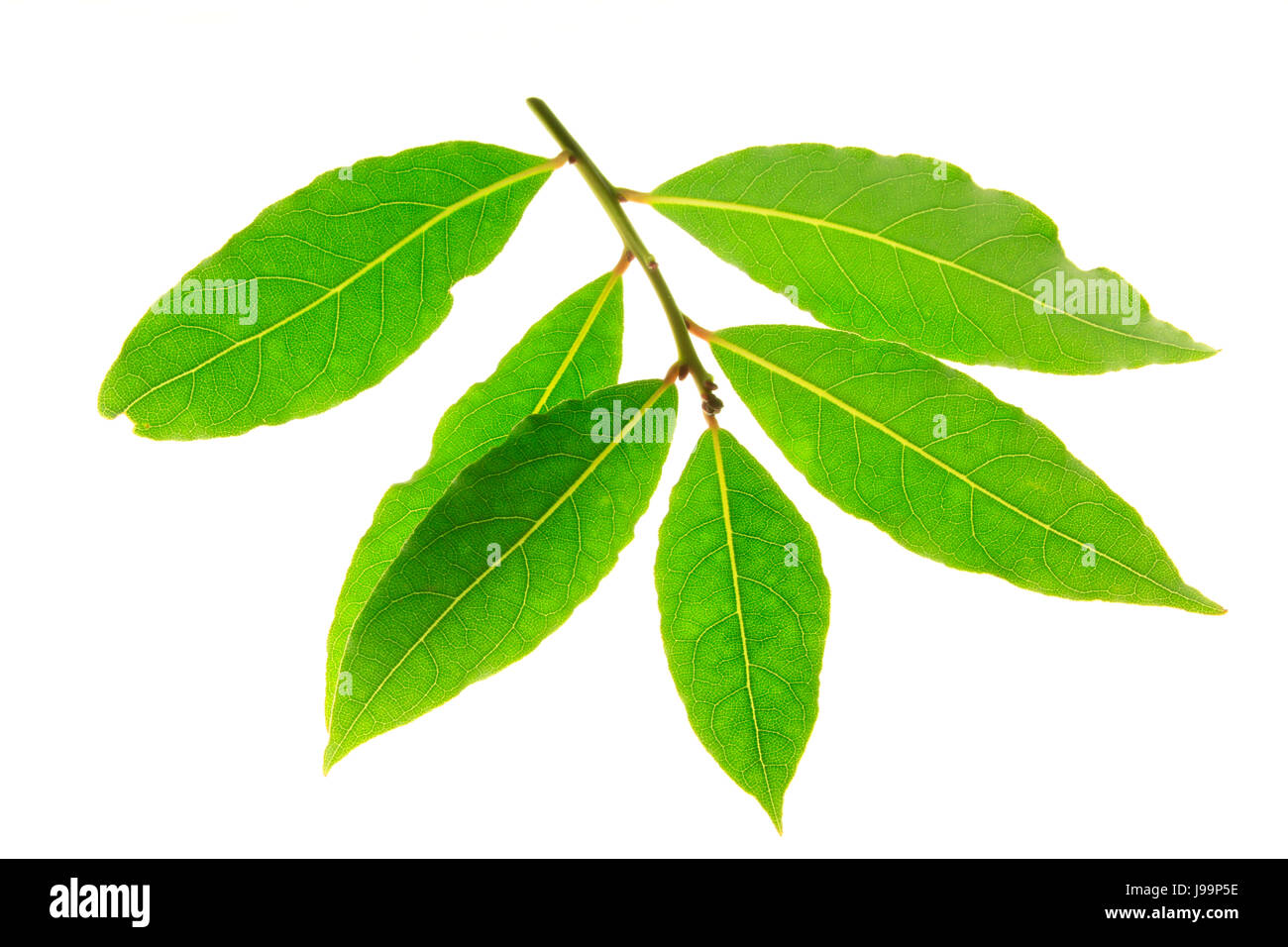 hojas de laurel Fotografía de stock Alamy