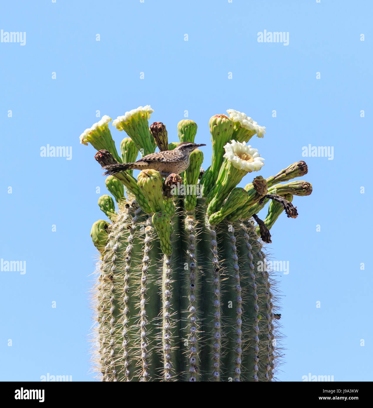 Cactus wren (Campylorhynchus brunneicapillus) en el cacto saguaro. (Carnegiea gigantean) Foto de stock