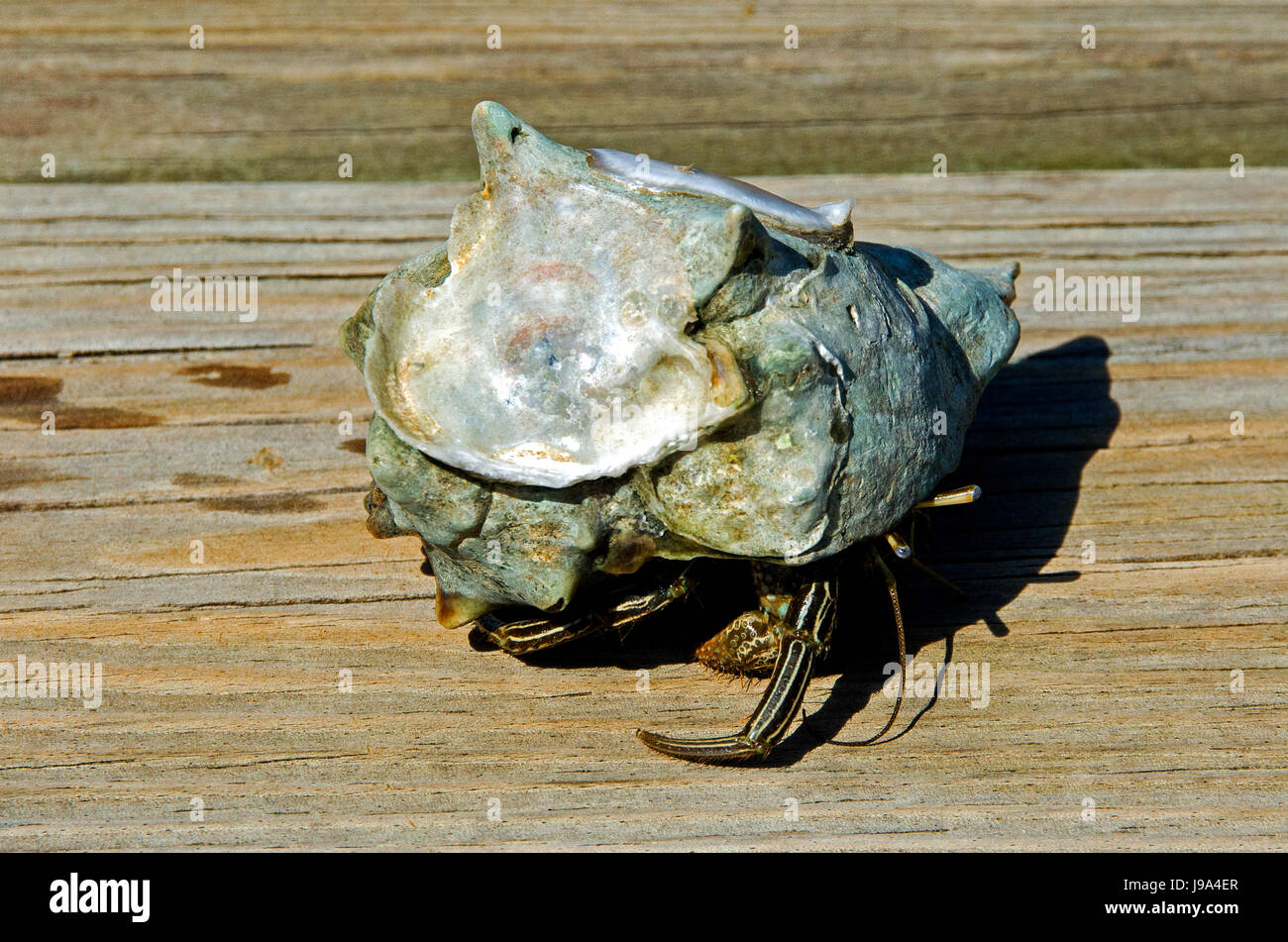 Cangrejo ermitaño marino en su préstamo buccino shell home fue el dock en Hilton Head Island, Carolina del Sur, donde quedó en una trampa para cangrejos y piedra azul. Foto de stock