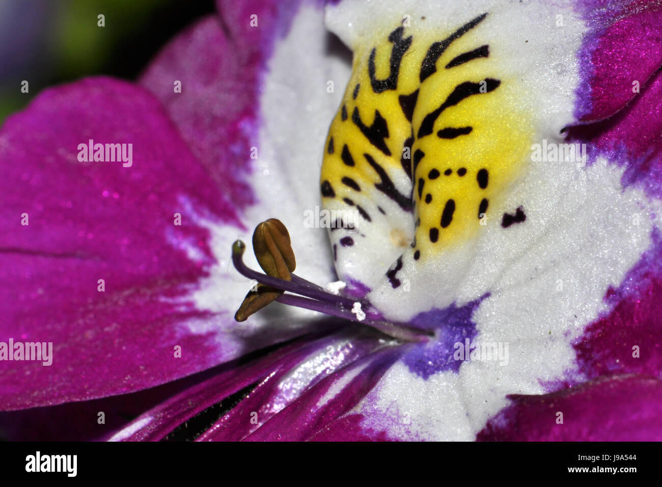 Flor, planta, flor, flor, florecer, floreciente, pétalos, bauernorchidee, Foto de stock