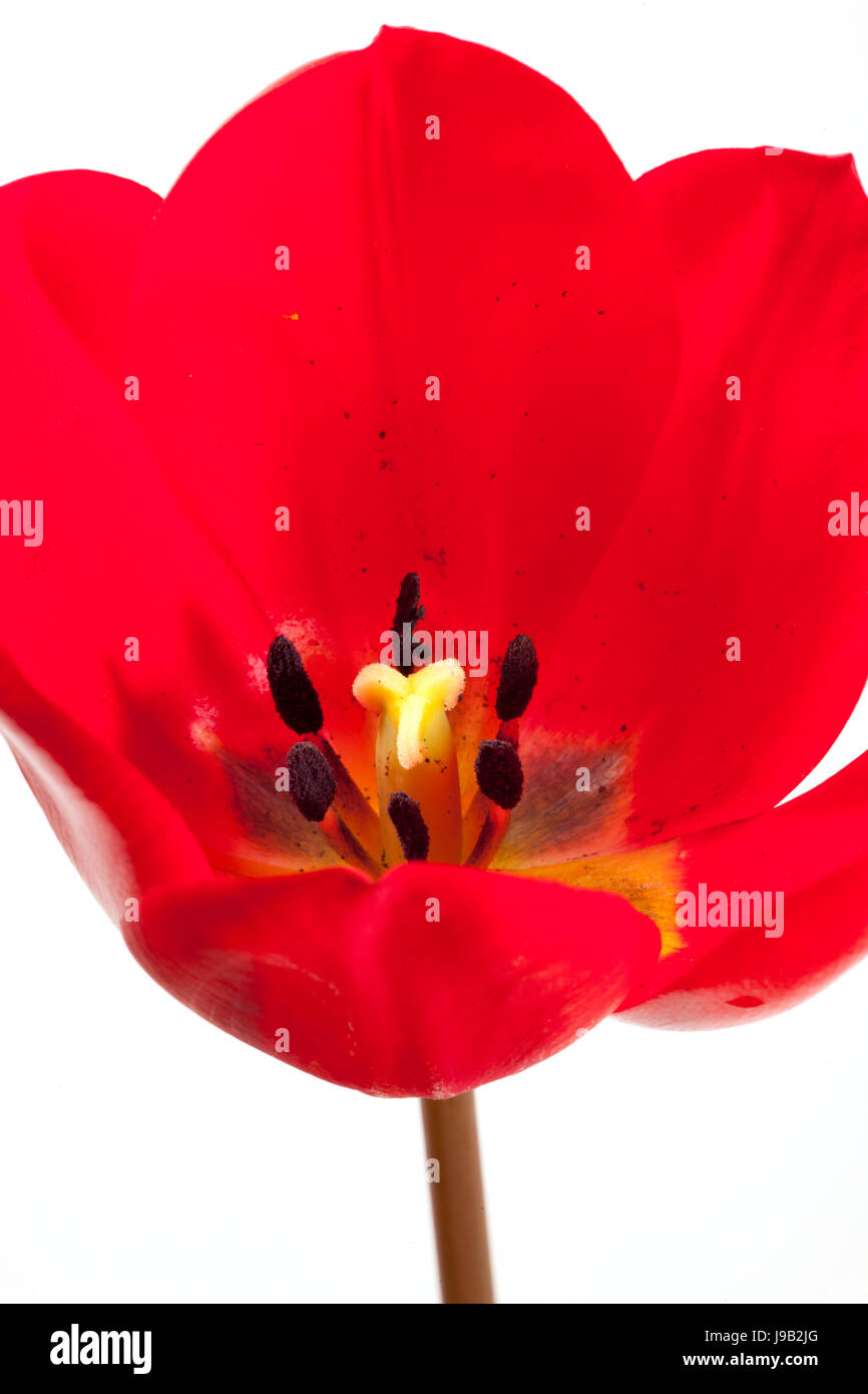 Jardín, plantas, flores, flores, flores, tulipanes, cura, jardines, purga, Foto de stock