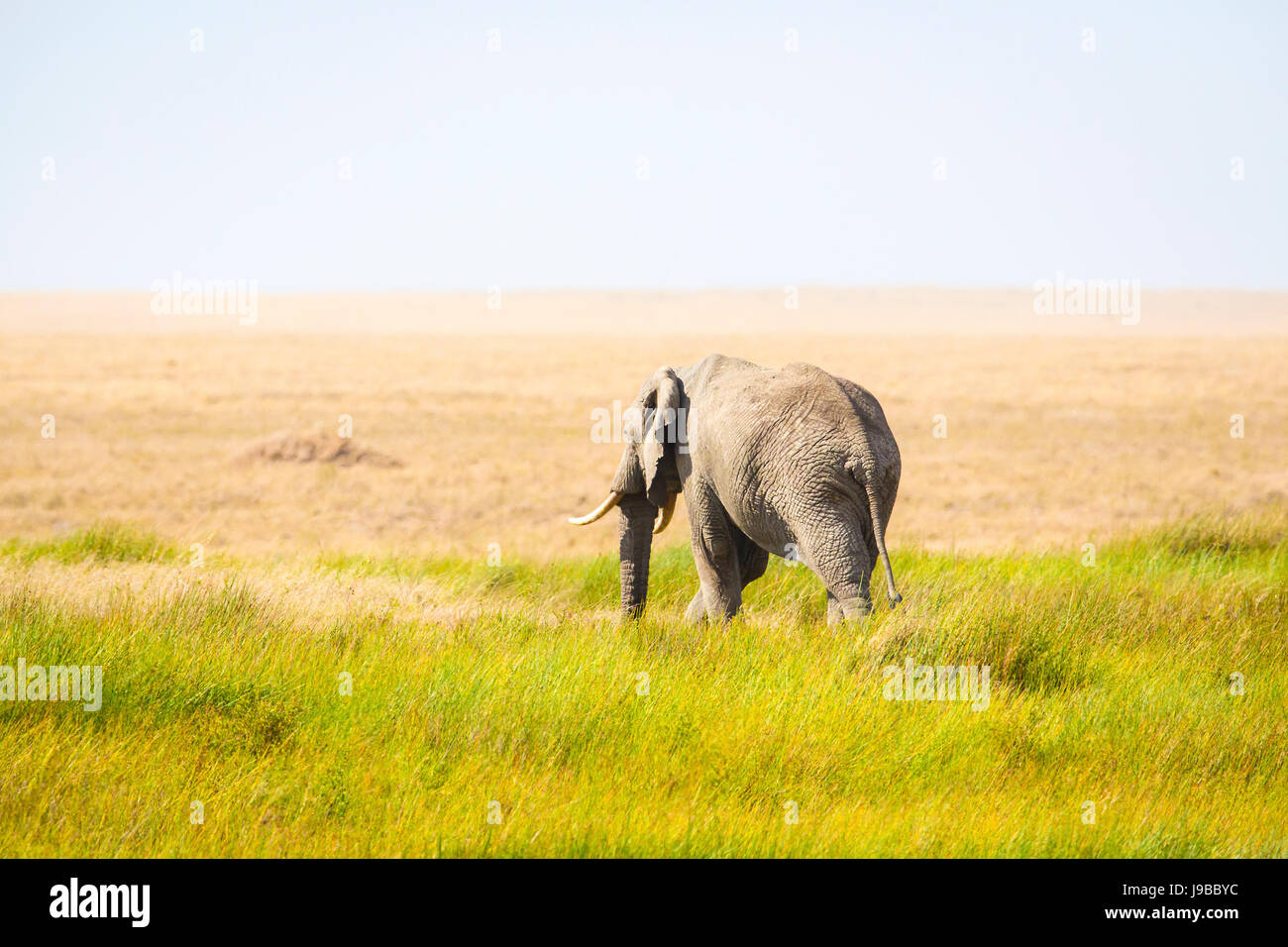 Un elefante solitario caminando en el Serengeti de África Foto de stock