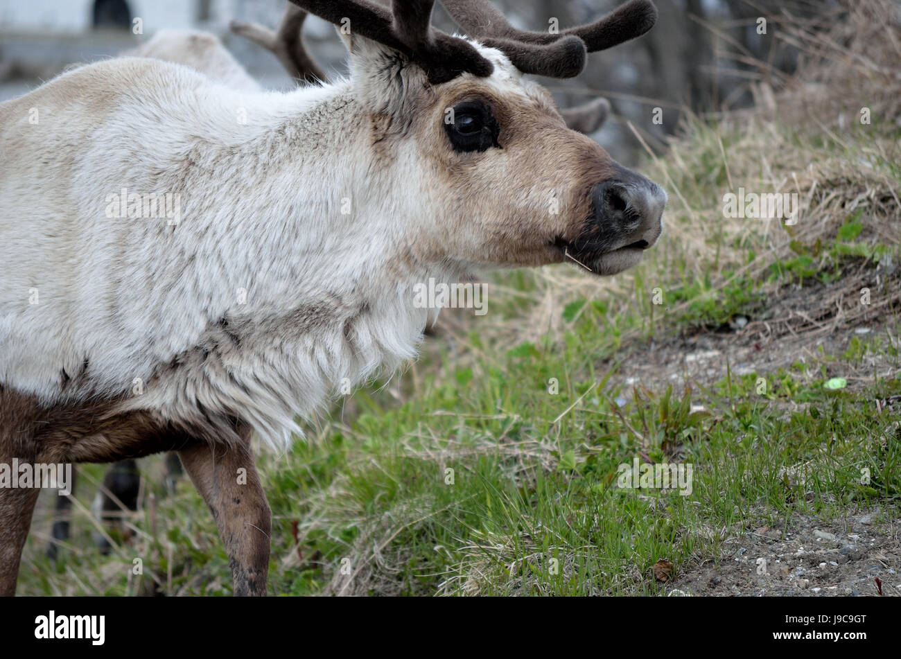 Alimentación y pastoreo de renos en la pasto verde closeup Foto de stock