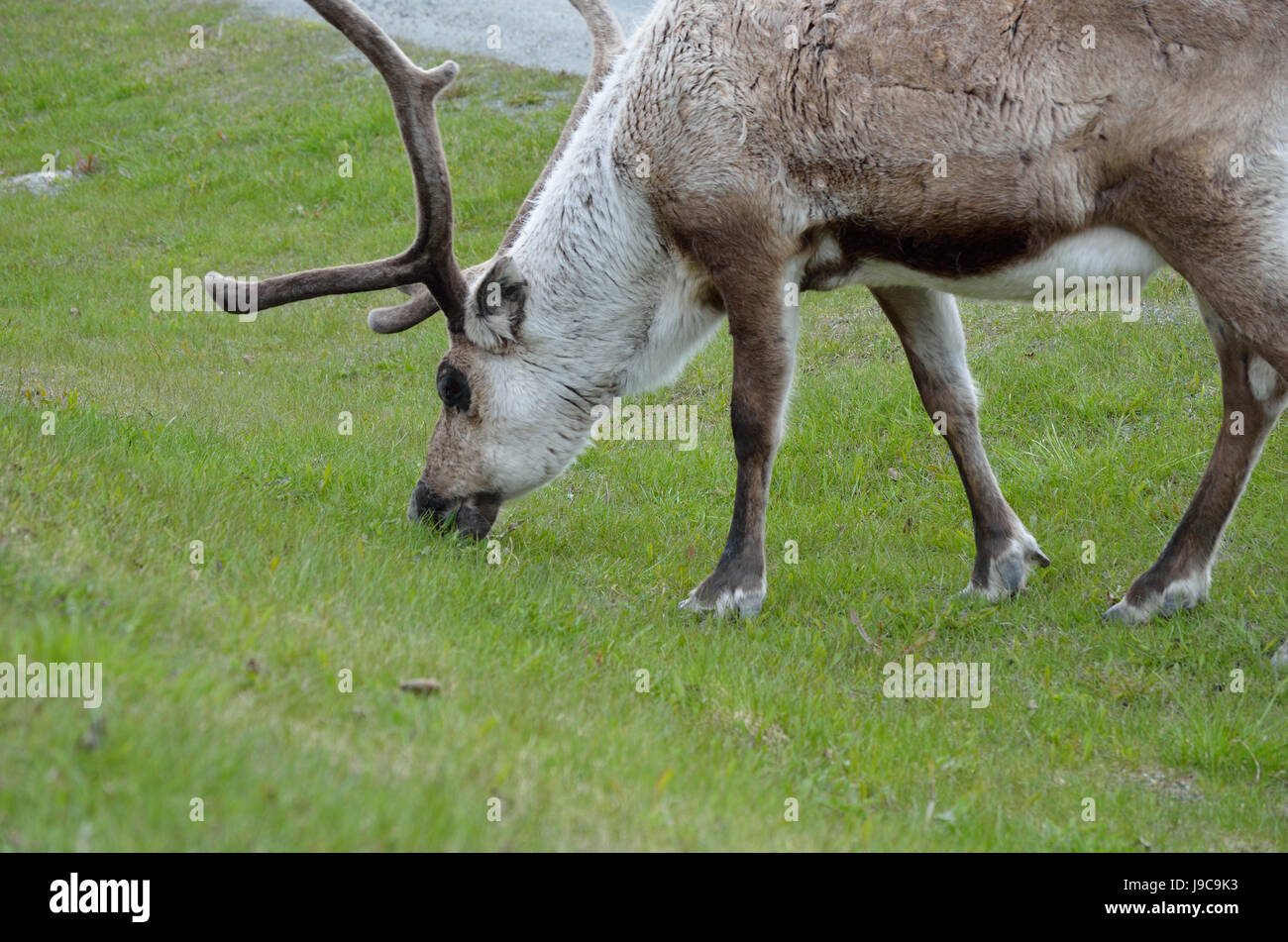 Alimentación y pastoreo de renos en la pasto verde closeup Foto de stock