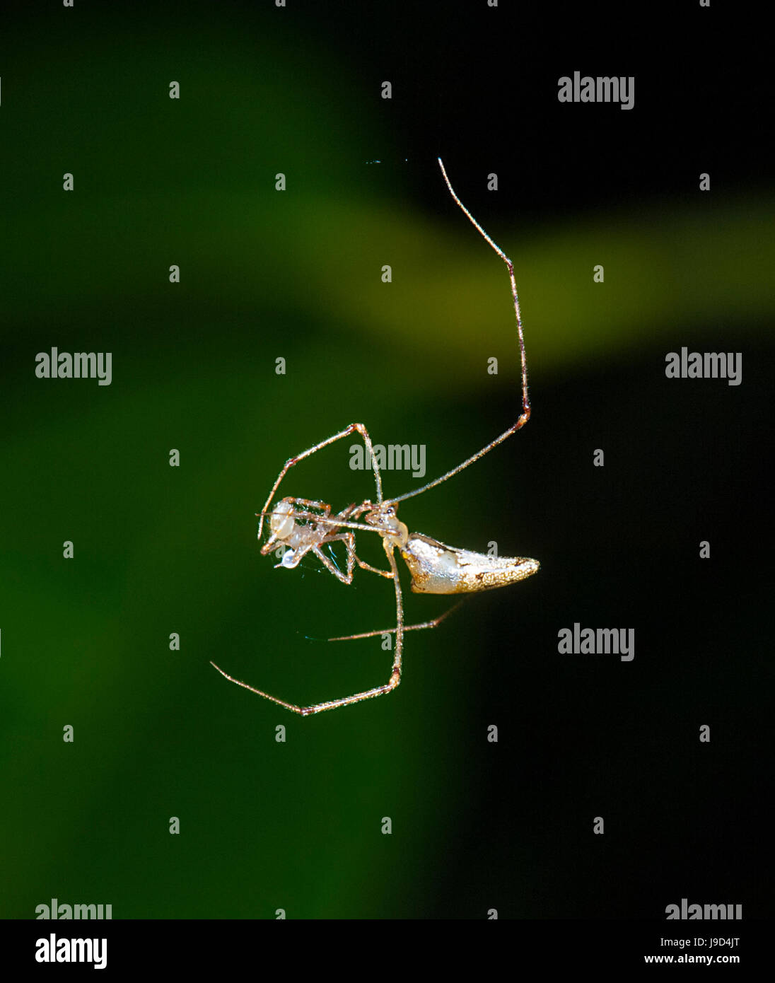 Stick araña con presas (Argyrodes gracilis, antiguamente Conopistha gracilis), Theridiidae, Far North Queensland, FNQ, Queensland, Australia Foto de stock