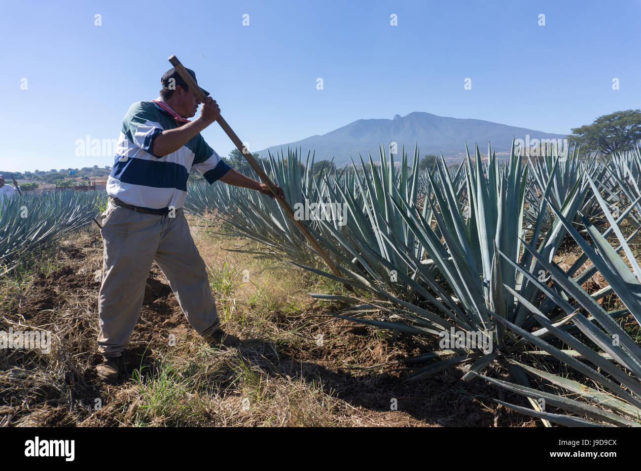 El tequila es hecho de la planta de agave azul en el estado de Jalisco y principalmente en los alrededores de la ciudad de Tequila, Jalisco, México Foto de stock