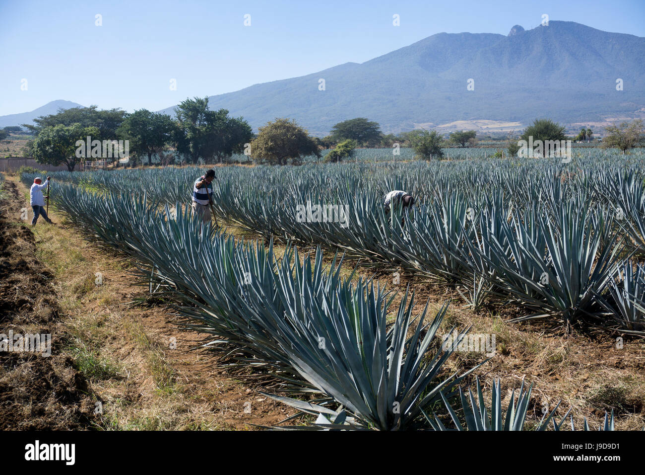 El tequila es hecho de la planta de agave azul en el estado de Jalisco y principalmente en los alrededores de la ciudad de Tequila, Jalisco, México Foto de stock