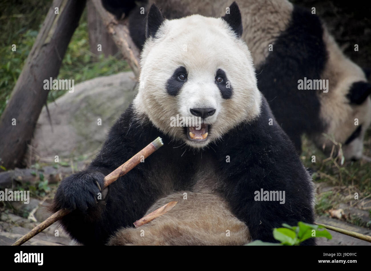 Chengdu Base de investigación de pandas gigantes, de cría de Chengdu, provincia de Sichuan, China, Asia Foto de stock