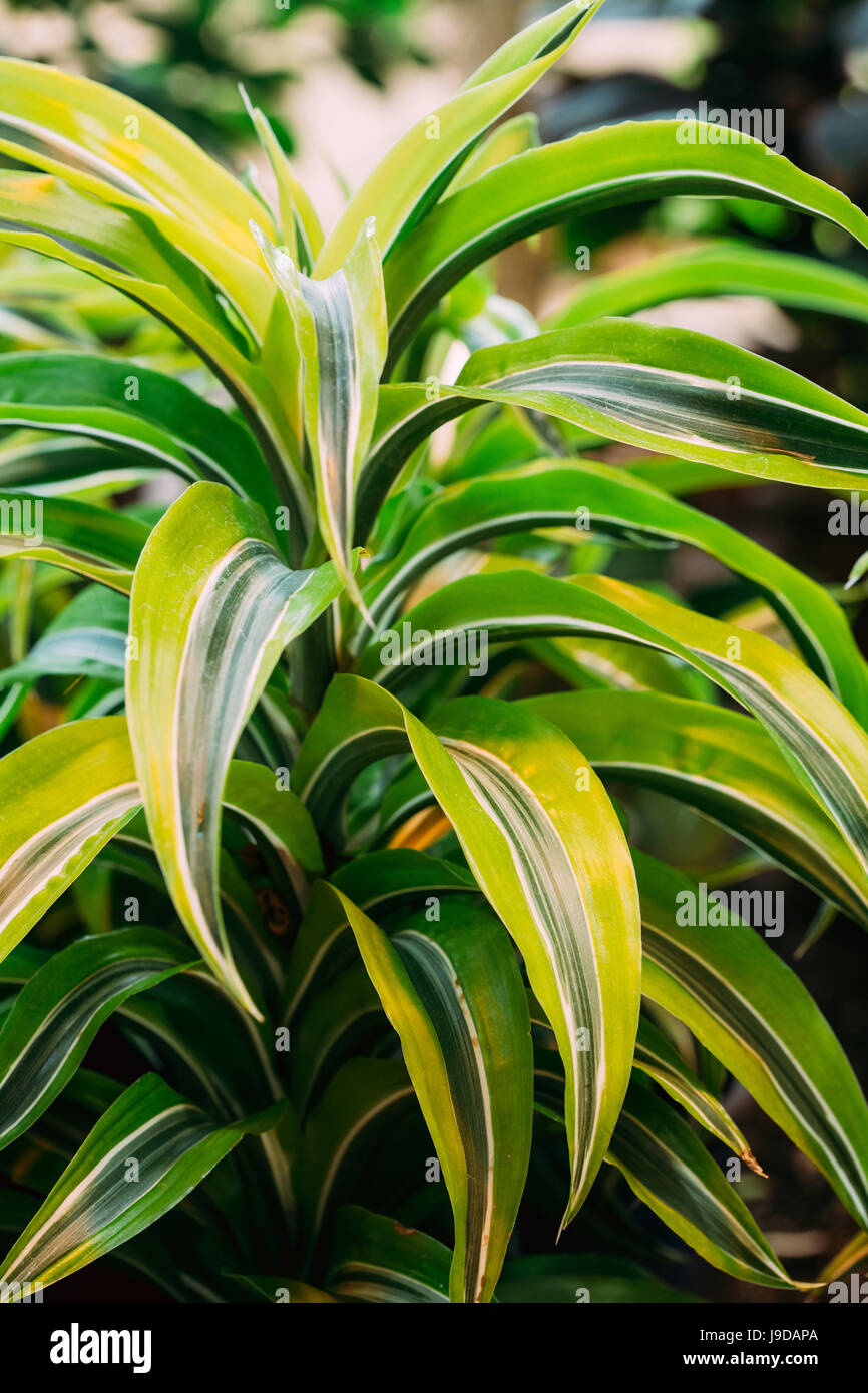 Las hojas verdes de la planta Dracaena. Planta Dragón hembra. Familia Asparagaceae, subfamilia Nolinoideae Foto de stock