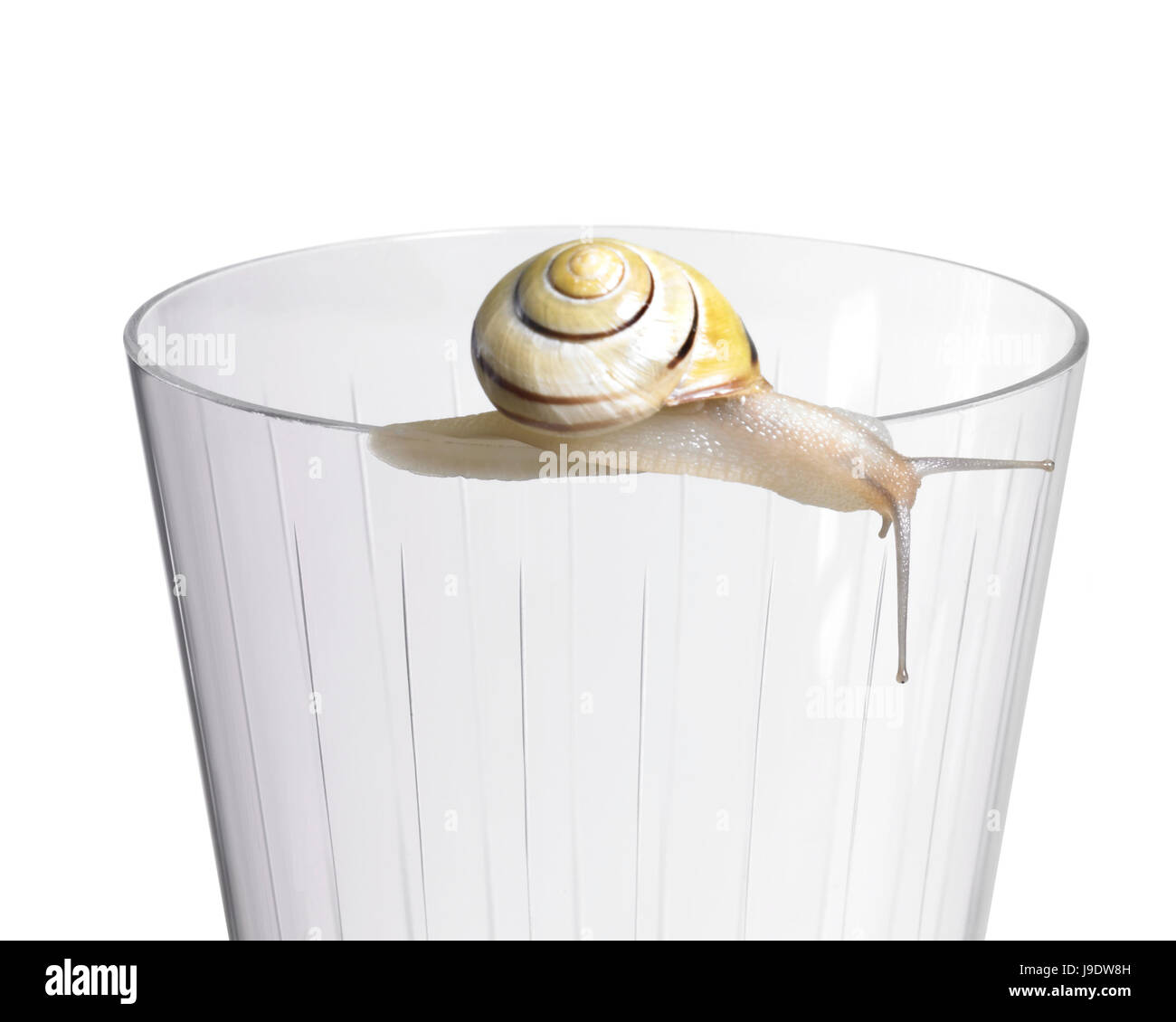 Caracol, vidriosa, movimiento, aplazamiento, movimiento, movimiento, macro, macro, macro Foto de stock