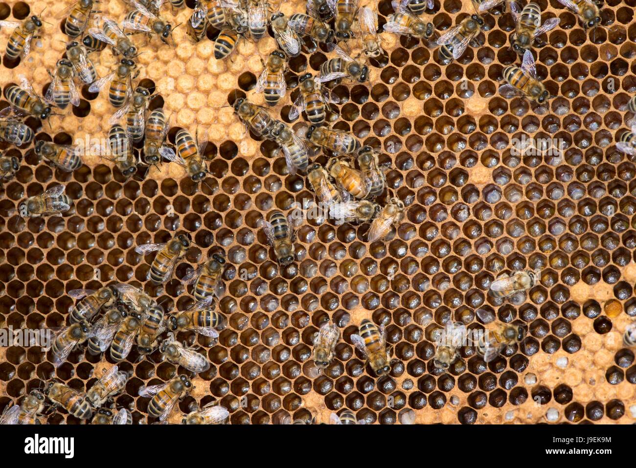 Colonia de abejas obreras hembra mostrando en la cámara de la cría comb. Foto de stock