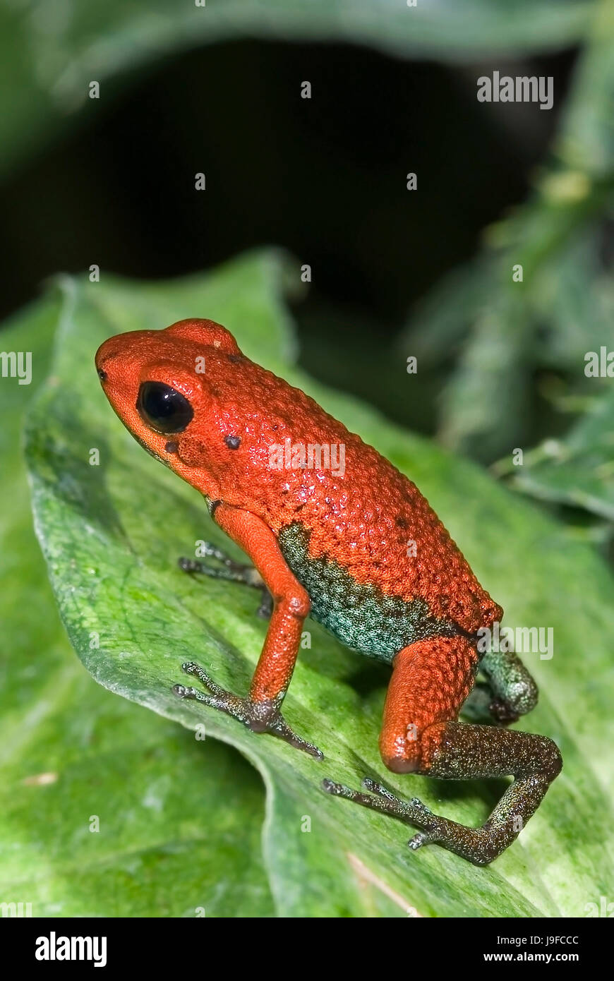Macro, close-up, macro admisión, vista de primer plano, color, anfibios, verde Foto de stock