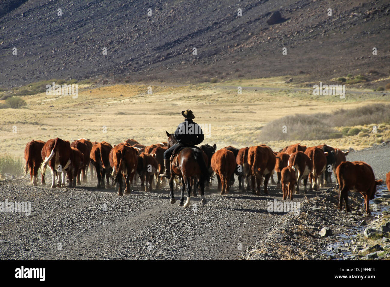 Los vaqueros argentinos, los llamados gauchos, con su rebaño de vacas la Patagonia, Argentina. Llamaron huaso en Chile y buscando la misma stock - Alamy