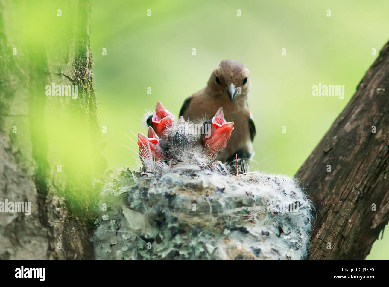 La hembra pinzón alimenta su boca jóvenes polluelos en el nido. Foto de stock