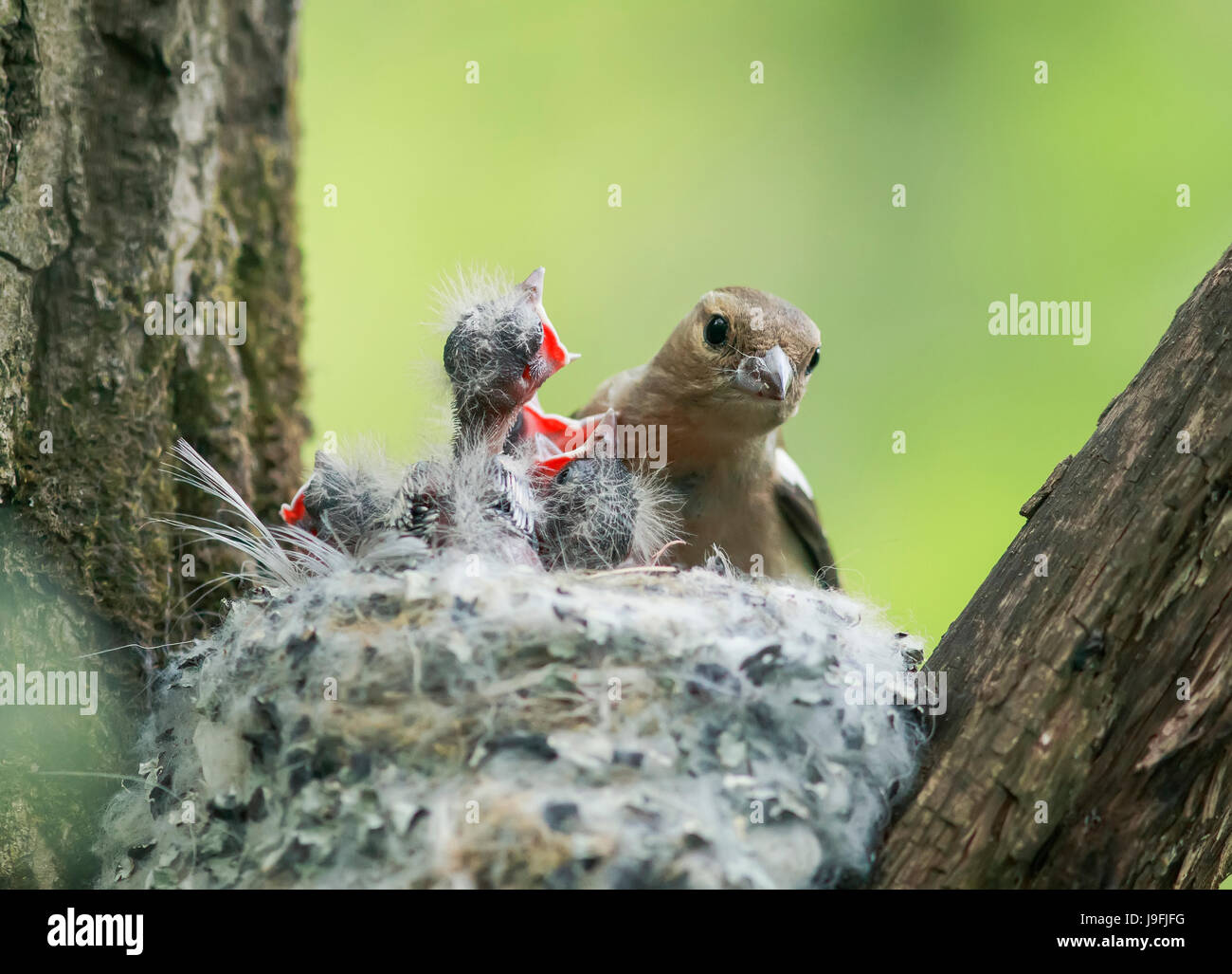 Pinzón aves alimenta sus jóvenes hambrientos polluelos en el nido. Foto de stock