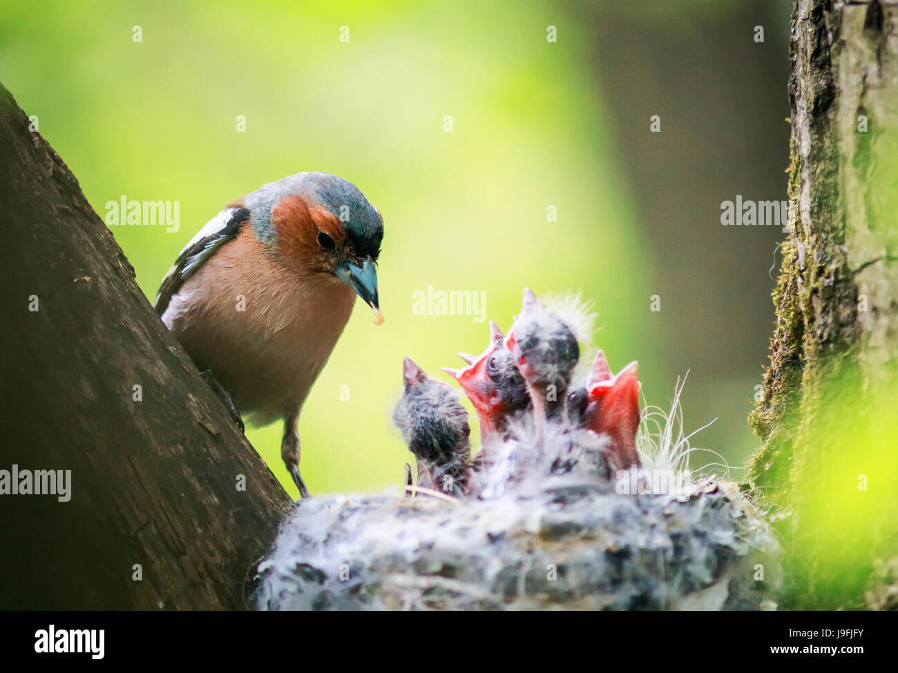 Pinzón aves alimenta sus jóvenes hambrientos polluelos en el nido en la primavera en el parque Foto de stock