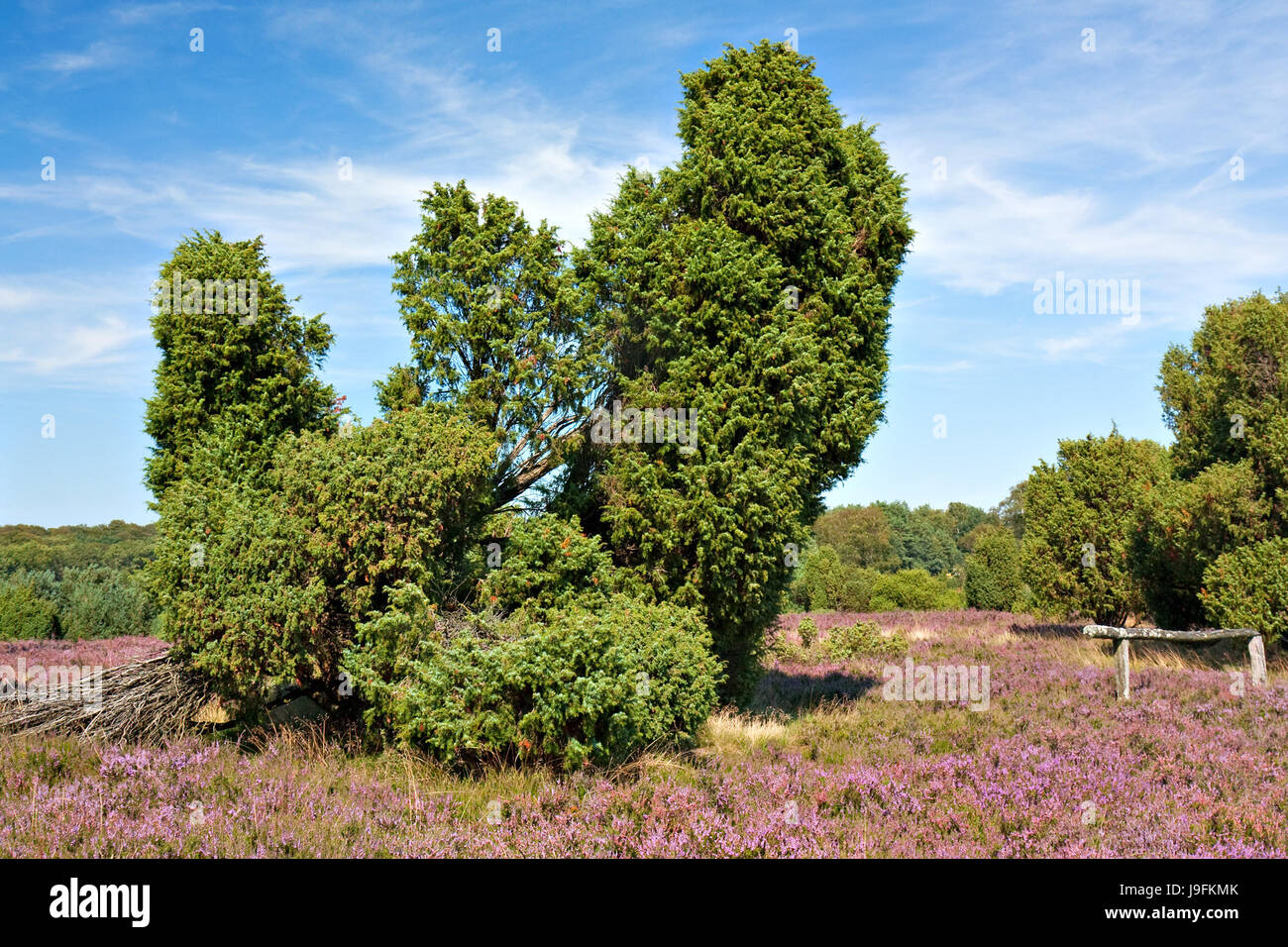 Heath, Juniper, Baja Sajonia, el paisaje, el paisaje, la naturaleza, el azul, el árbol, la planta, Foto de stock