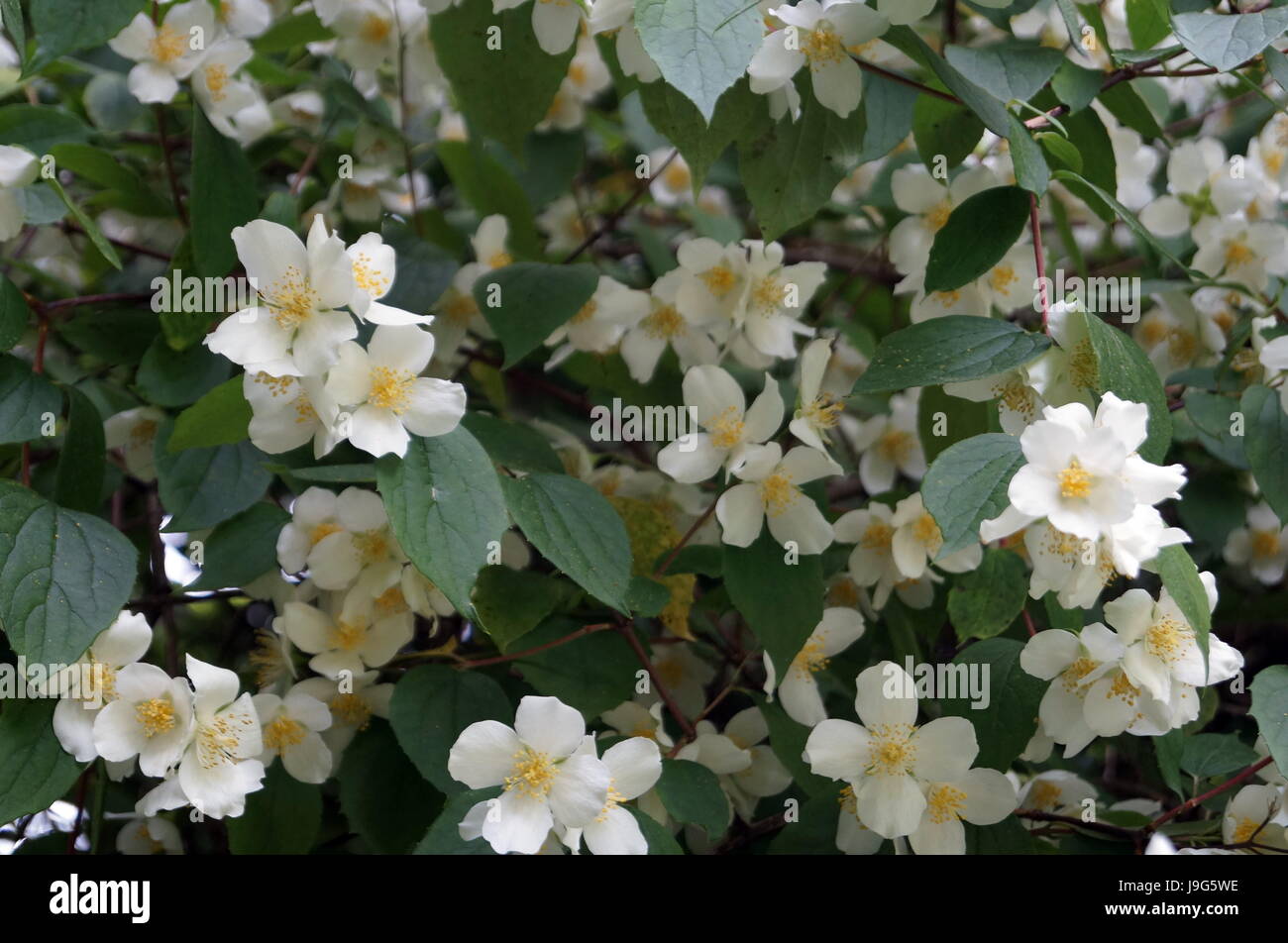 Arbusto de jazmín con flores blancas y hojas verdes en el jardín Fotografía  de stock - Alamy