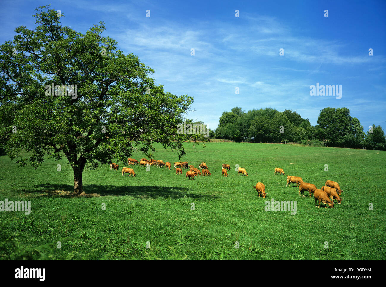 El ganado doméstico en Australia Foto de stock