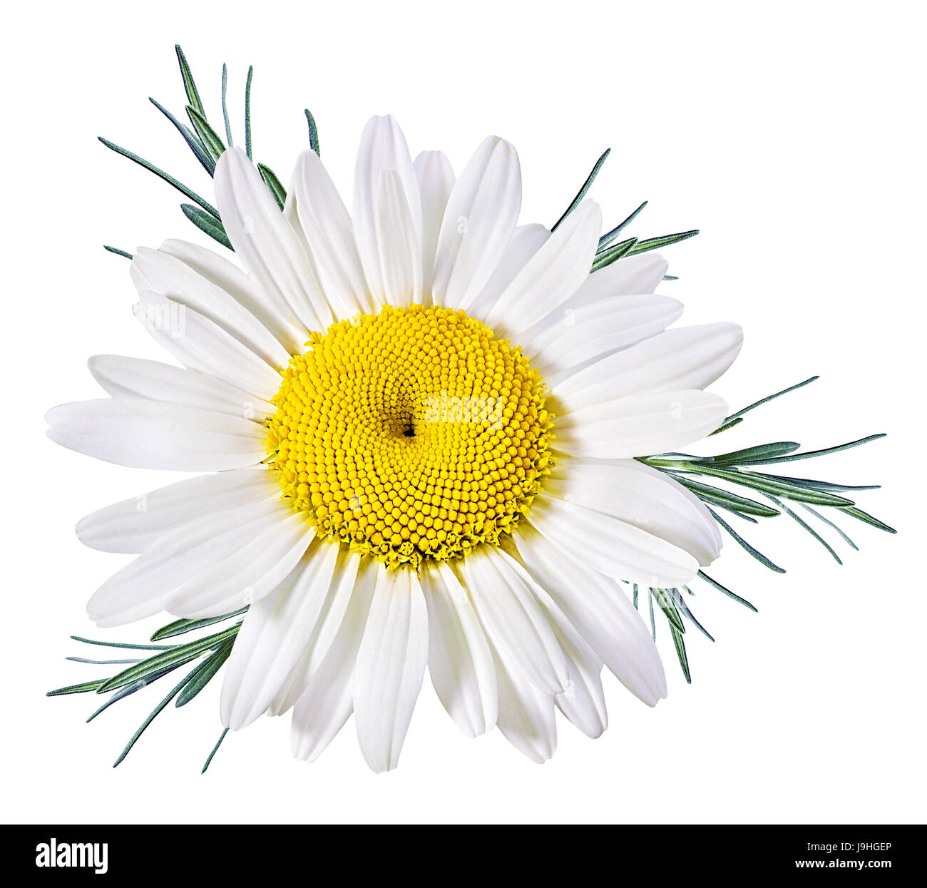 Aislados de flores de manzanilla con trazado de recorte Foto de stock