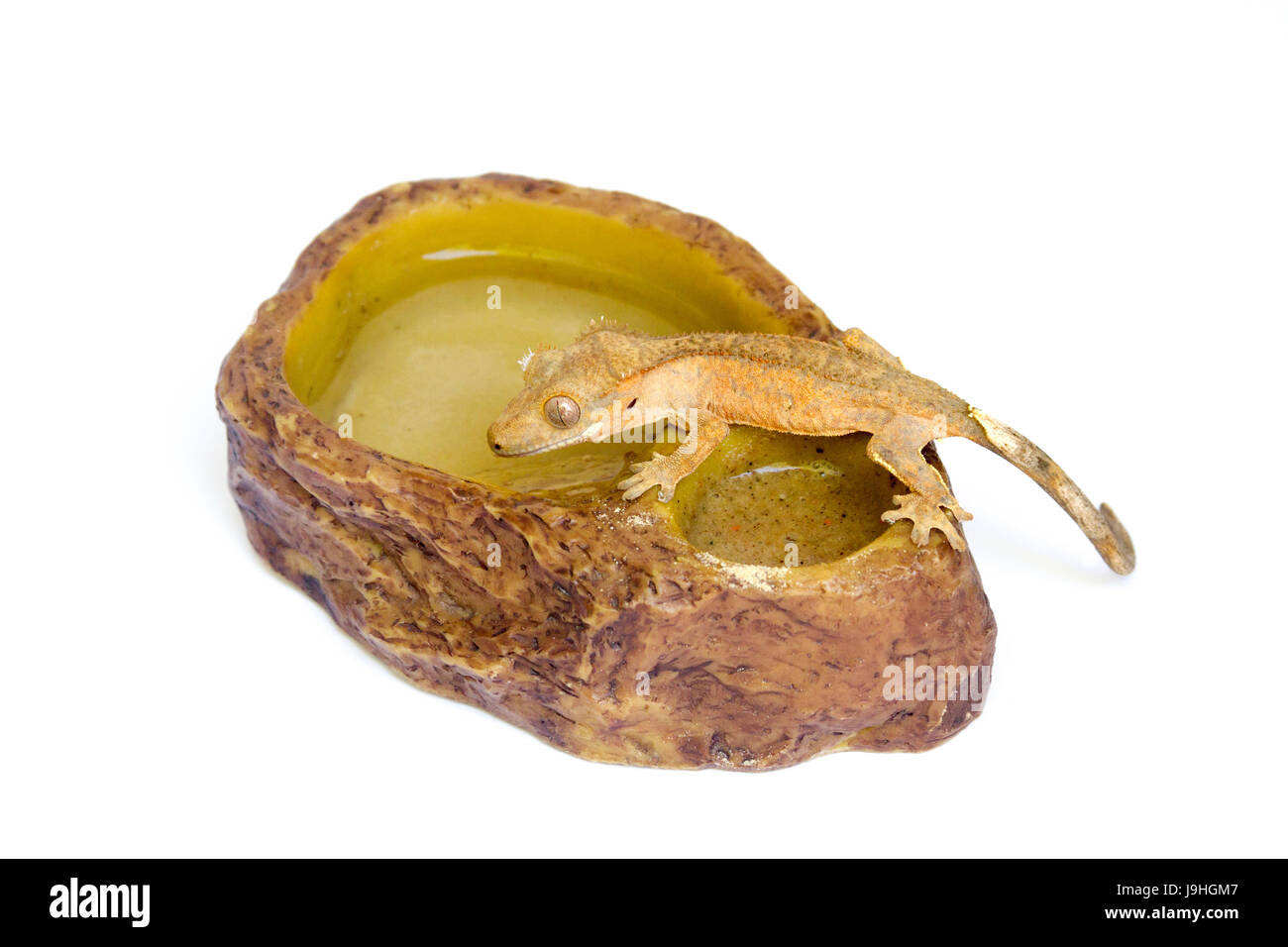 crested gecko bedding