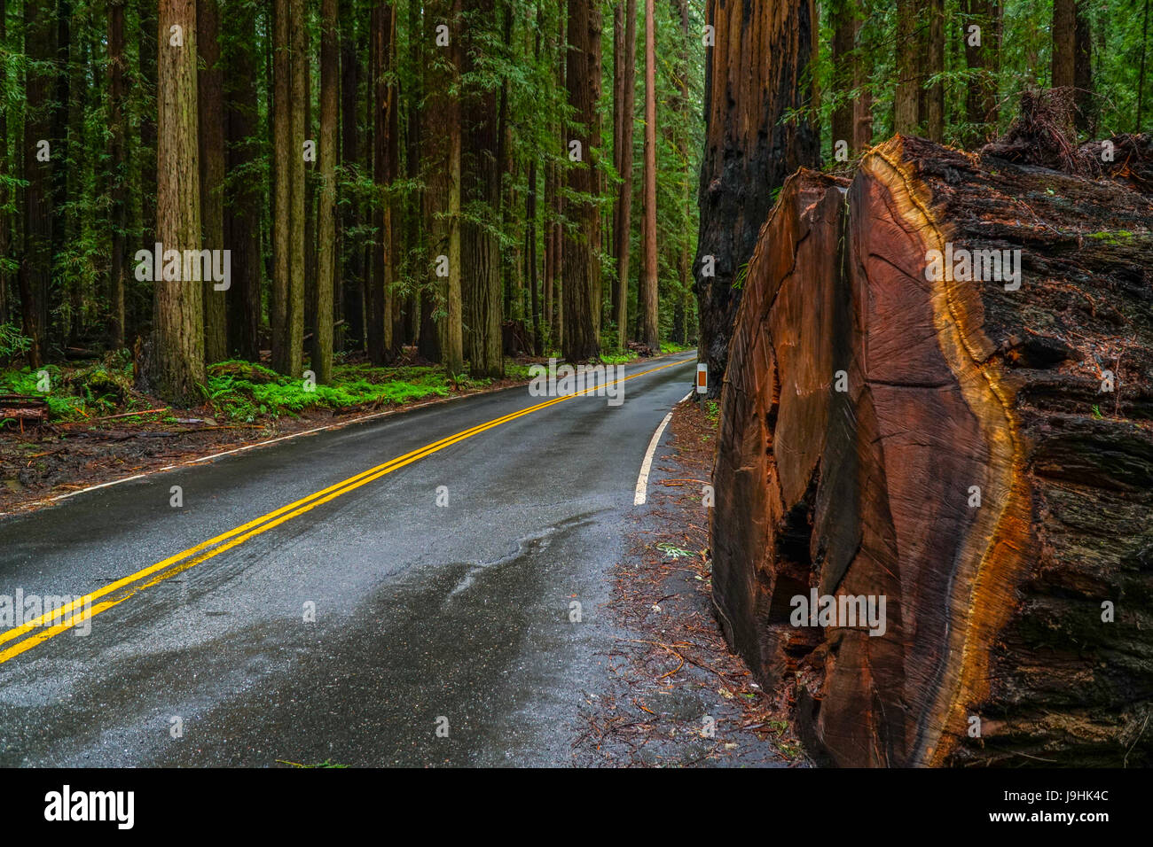La avenida de los gigantes en el Parque Nacional Redwood Foto de stock