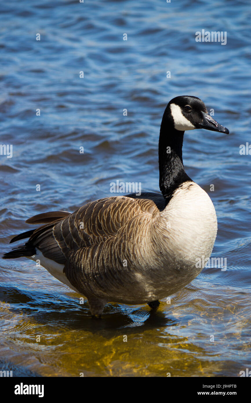 Canada goose bird clearance juego