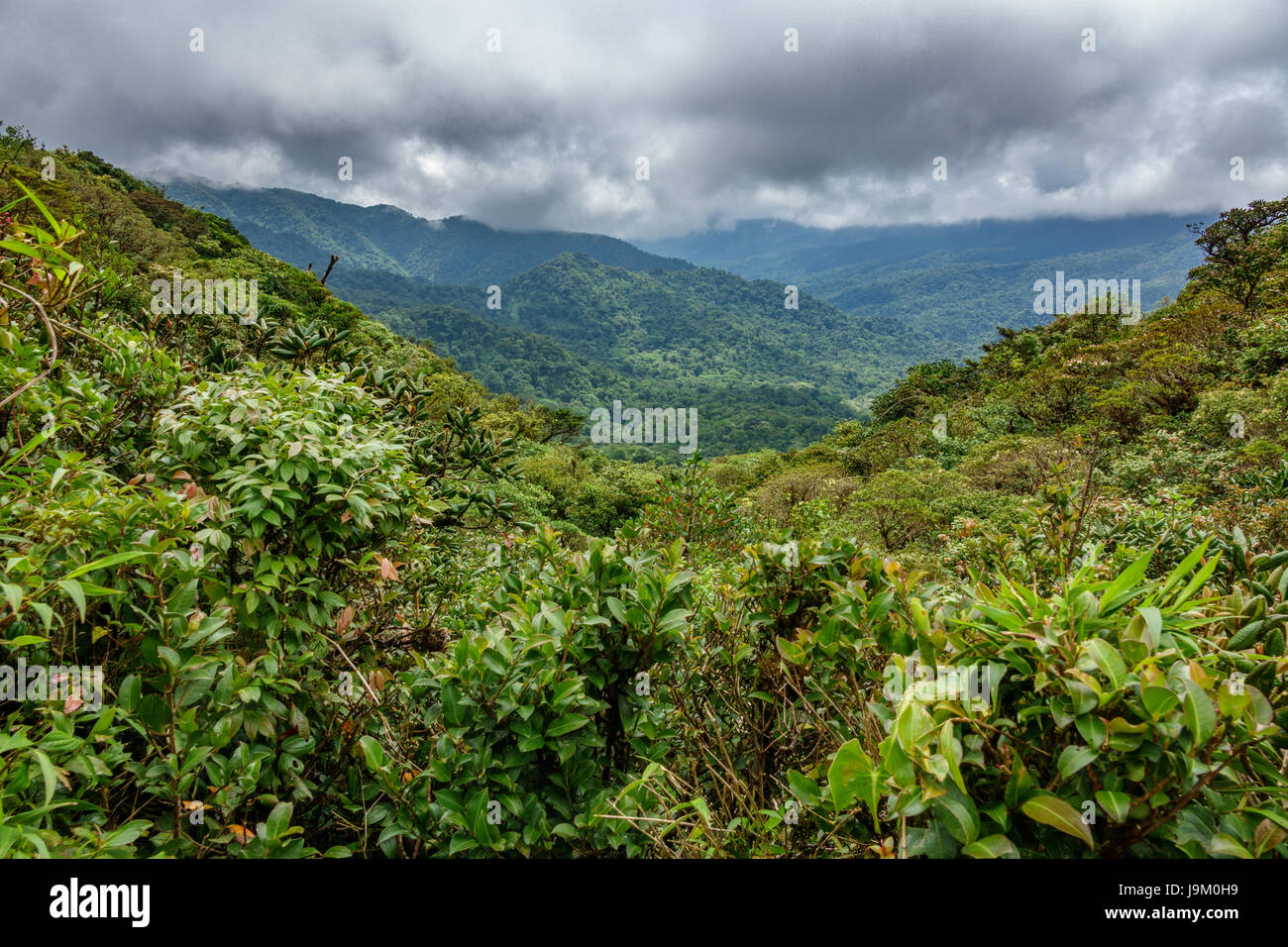 Bosque nuboso cubre Bosque Nuboso de Monteverde, Costa Rica Fotografía