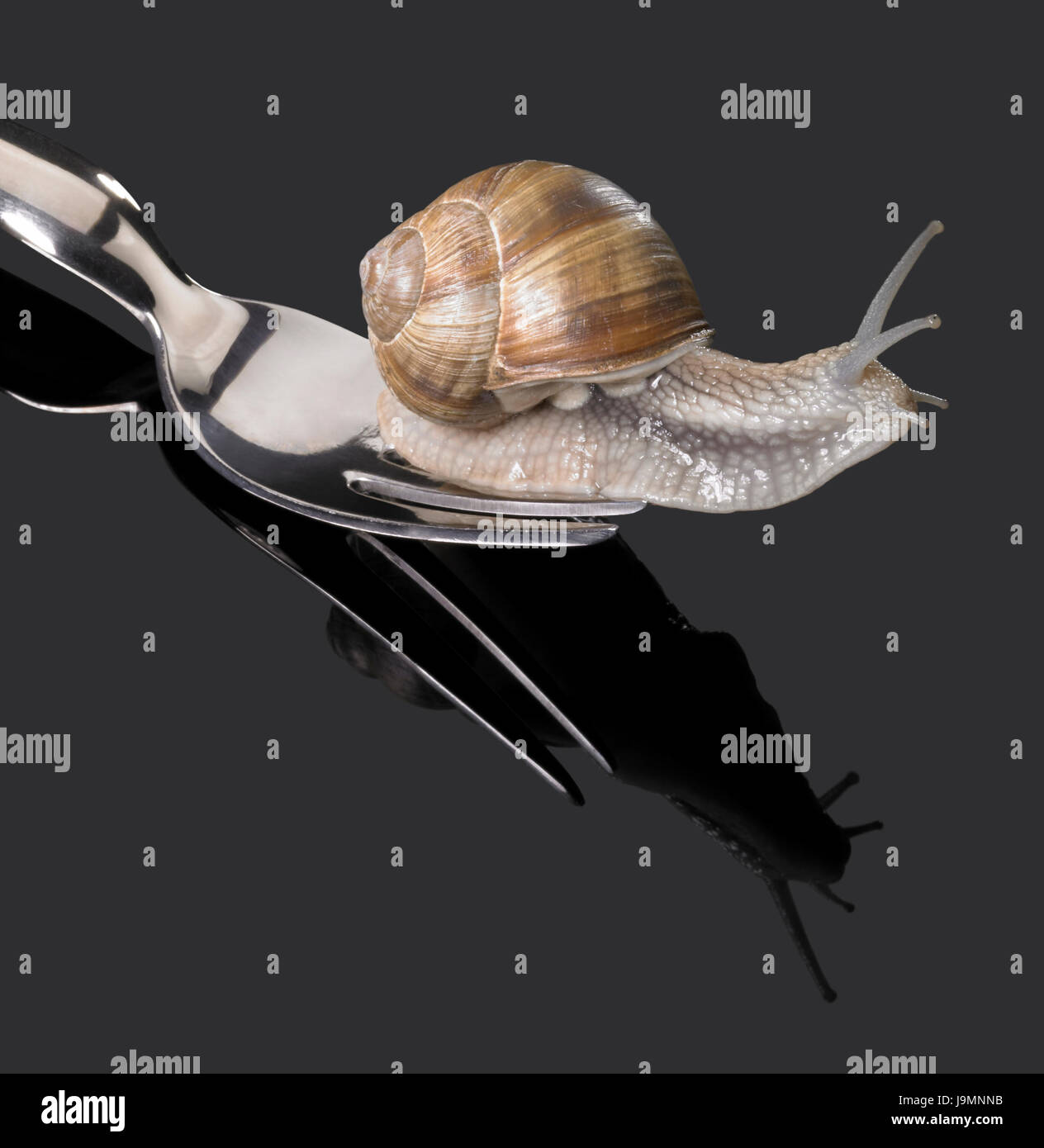 Caracol Caracol comestible, caracol, horquilla, molusco gasterópodo, movimiento, aplazamiento, Foto de stock