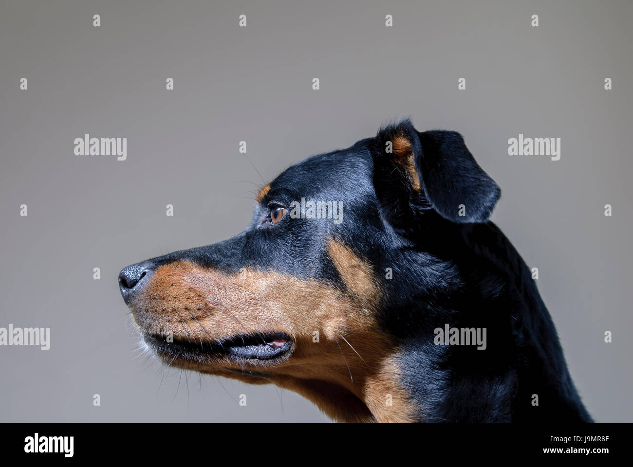 Raza cruzada rottweiler fotografías e imágenes de alta resolución - Alamy
