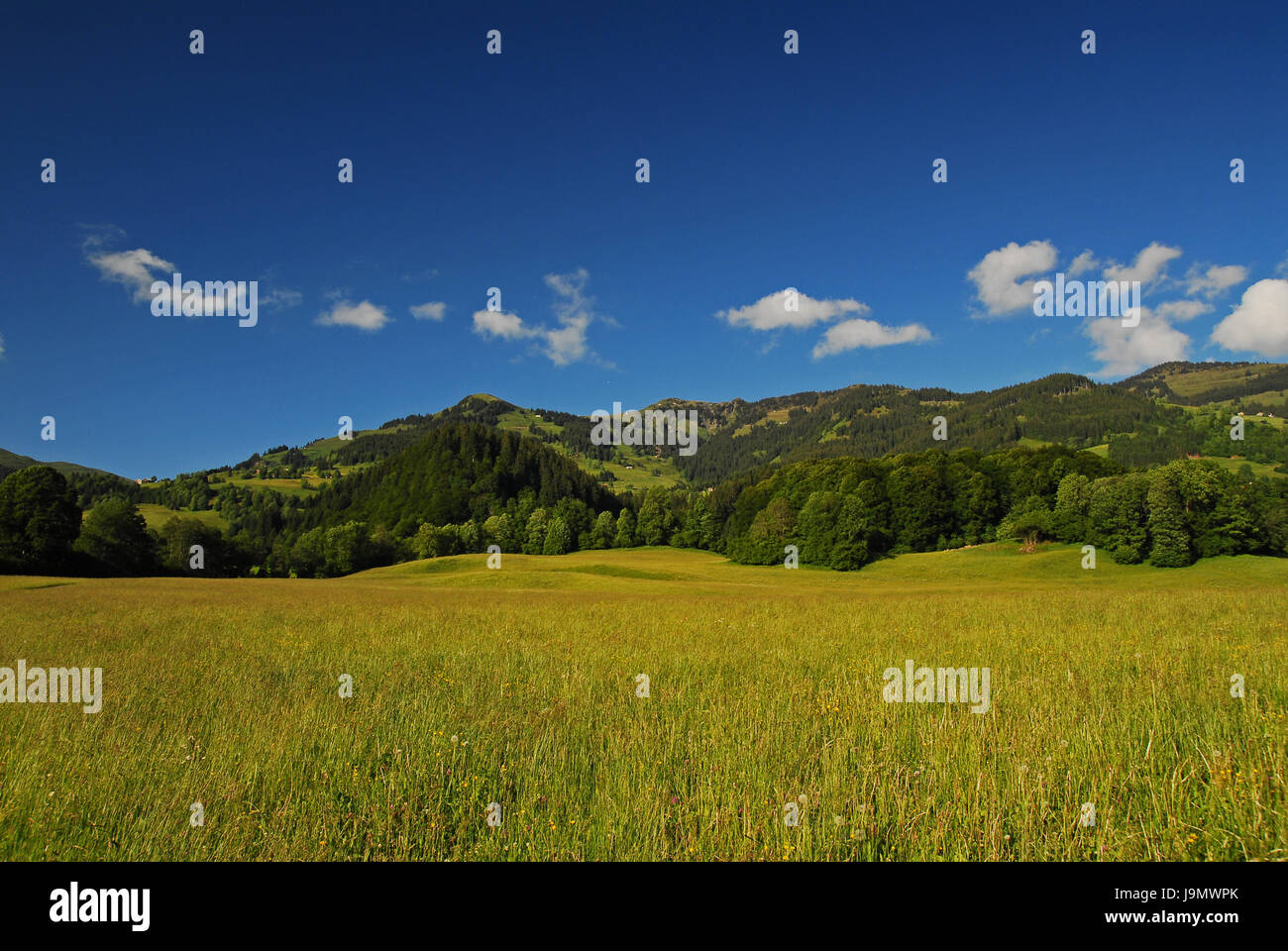 Tirol, pradera, el firmamento, el cielo, la montaña, las nubes, sauce, Blue Tree, árboles Foto de stock