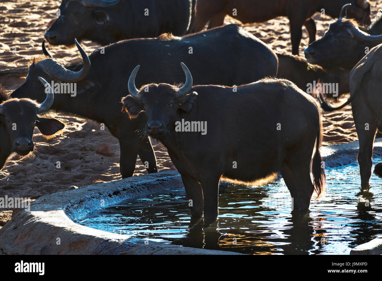 Bufali (Syncerus caffer). Namibia, Waterberg Plateau, búfalos Foto de stock