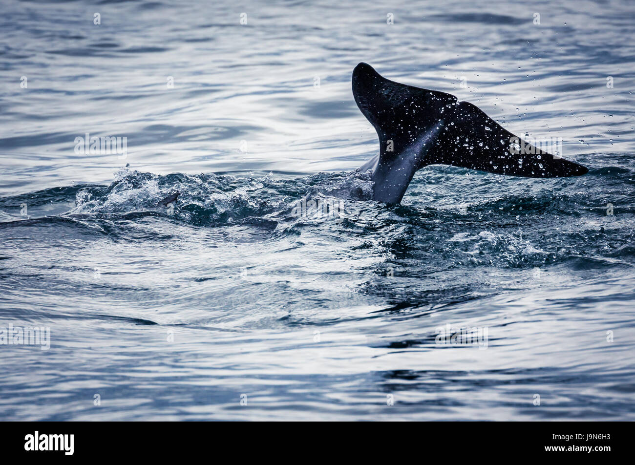 El Fluke de ballenas piloto en el fiordo de Oslavik, Islandia. Agosto de 2015 Foto de stock